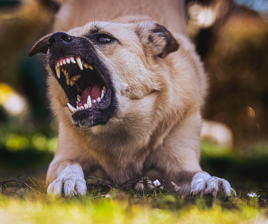Tips for Avoiding a Dog Bite Injury