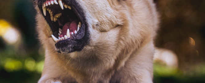 dog bite injury attorney